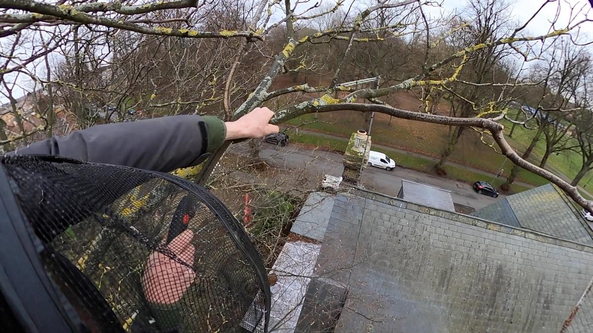Tree Surgeon in Norfolk Pruning a sycamore Tree Surgeon in Norfolk Pruning a sycamore