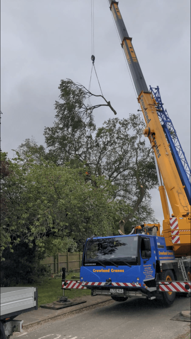 Tree removal in Norfolk using crowland cranes to dismantle beech tree Tree removal in Norfolk using crowland cranes to dismantle beech tree