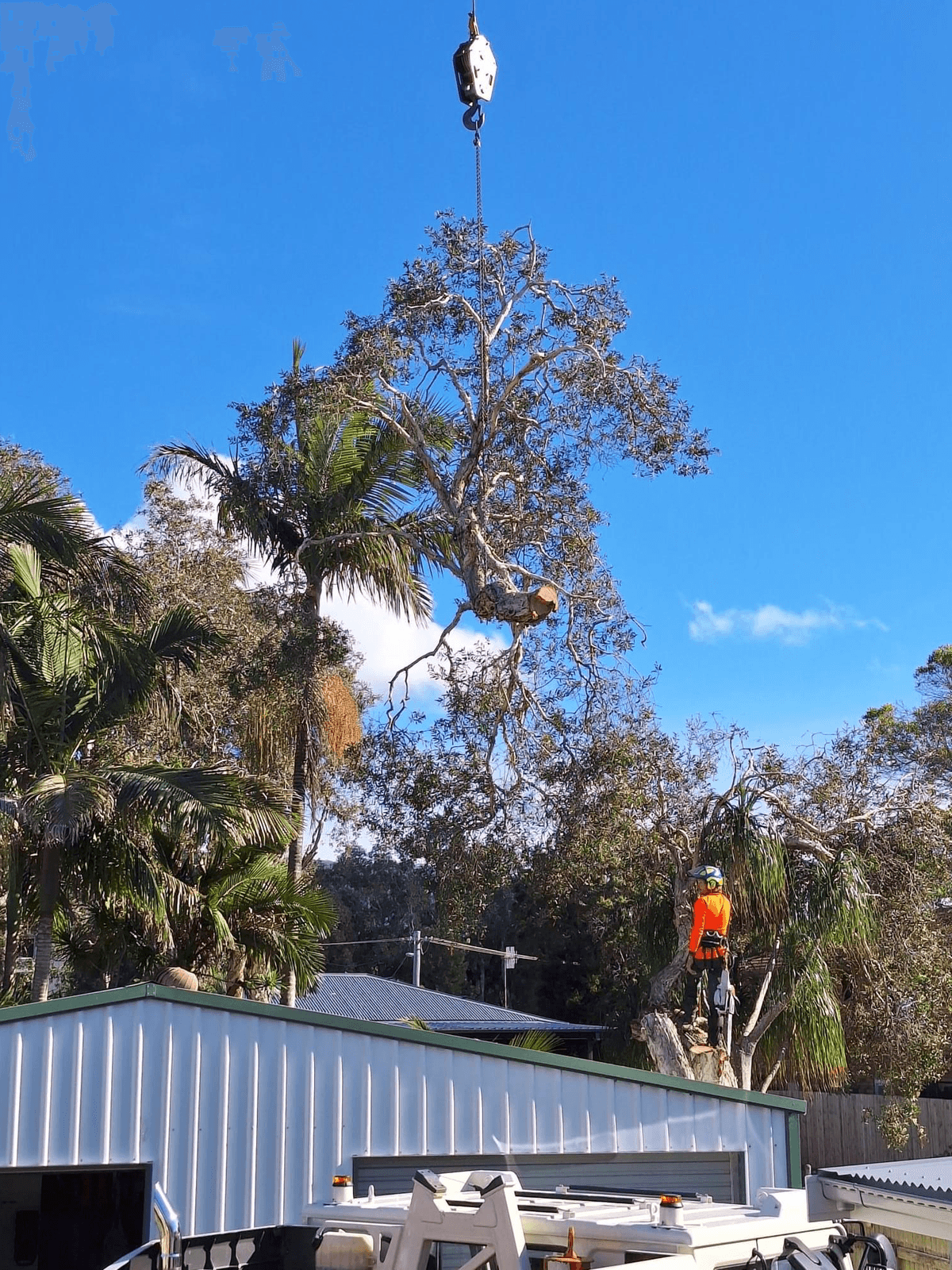 arborist removing a tree using a crane arborist removing a tree using a crane