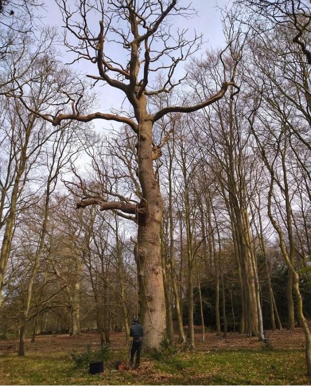 making a dead oak tree safe in norfolk and retaining for habitat making a dead oak tree safe in norfolk and retaining for habitat