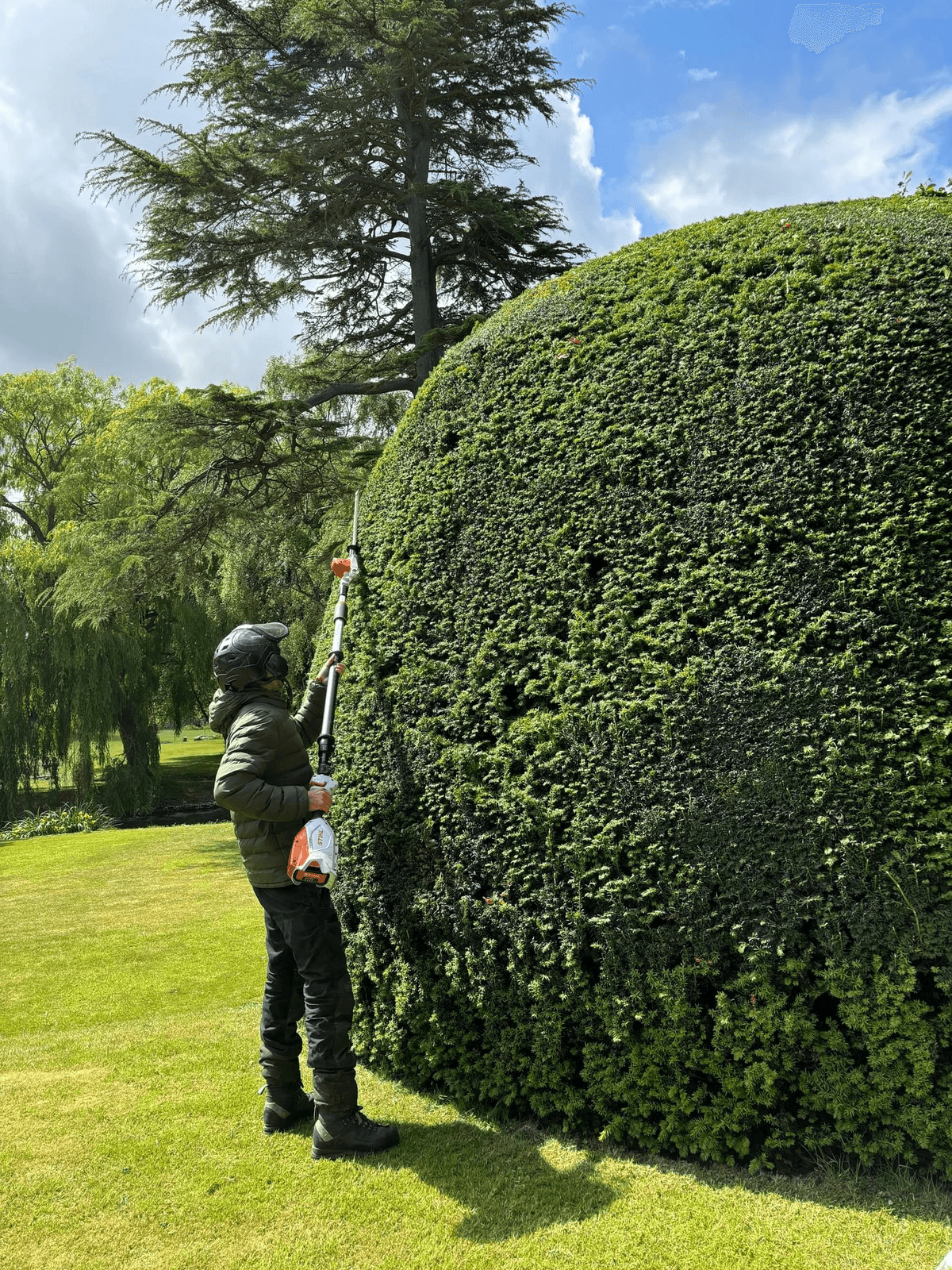 hedge trimming a yew in norfolk hedge trimming a yew in norfolk