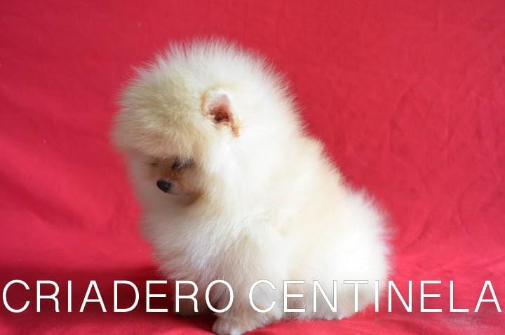 CACHORRITO