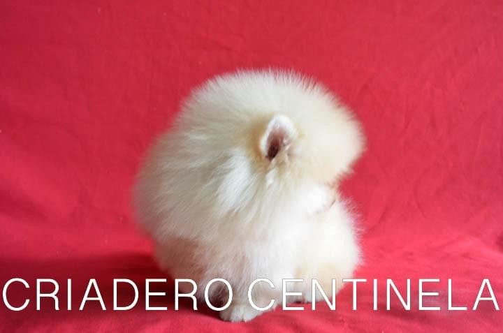 CACHORRITO