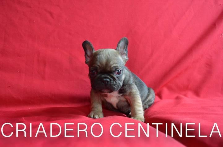 CACHORRITO