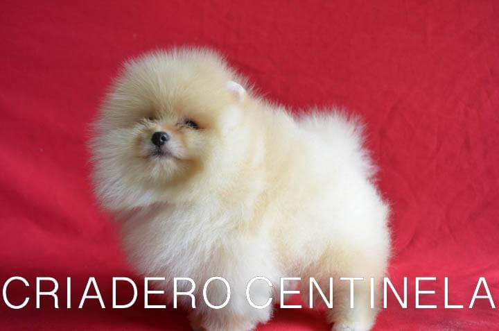 CACHORRITO