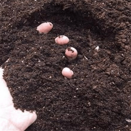 Microbial Organic Fertilizer