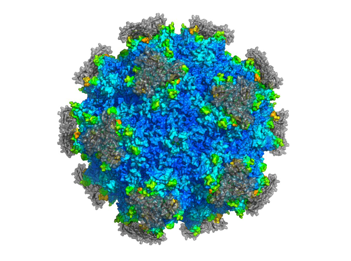 Modeled AAV-PHP.eB in complex with Ly6a, PHP.eB's BBB receptor Modeled AAV-PHP.eB in complex with Ly6a, PHP.eB's BBB receptor