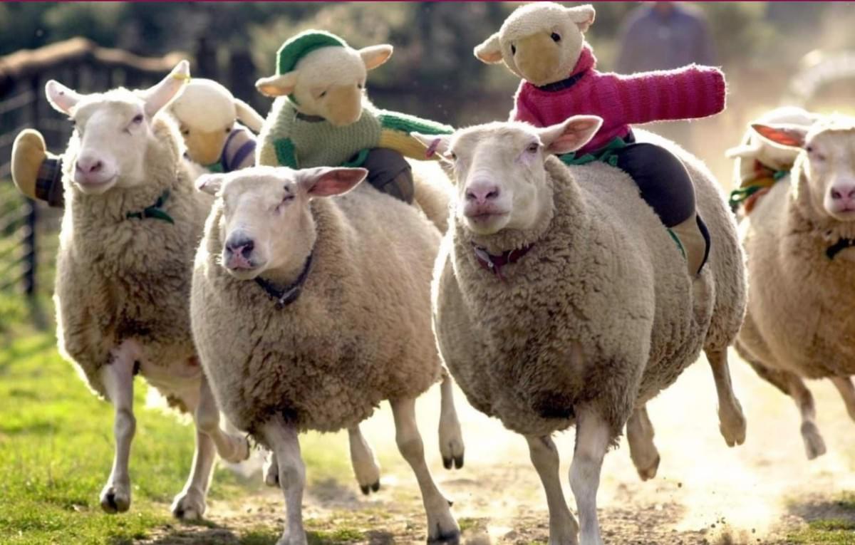 The Big Sheep visitor attraction North Devon The Big Sheep visitor attraction North Devon