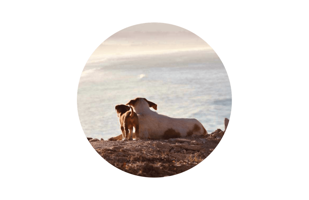 Youth for Stray Dogs Youth for Stray Dogs