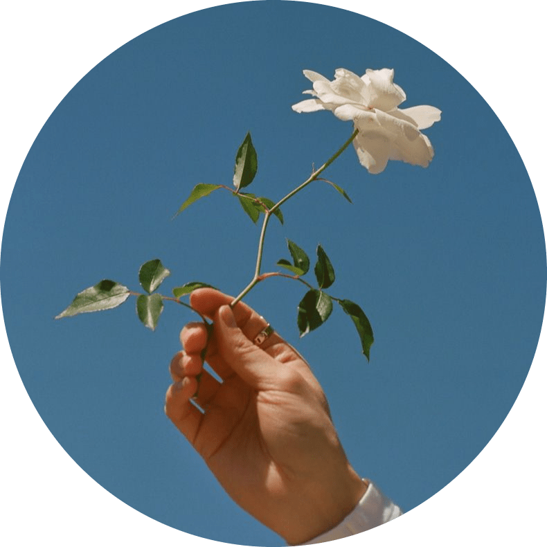 An image of a single white rose being held up to the sky by its stem. An image of a single white rose being held up to the sky by its stem.