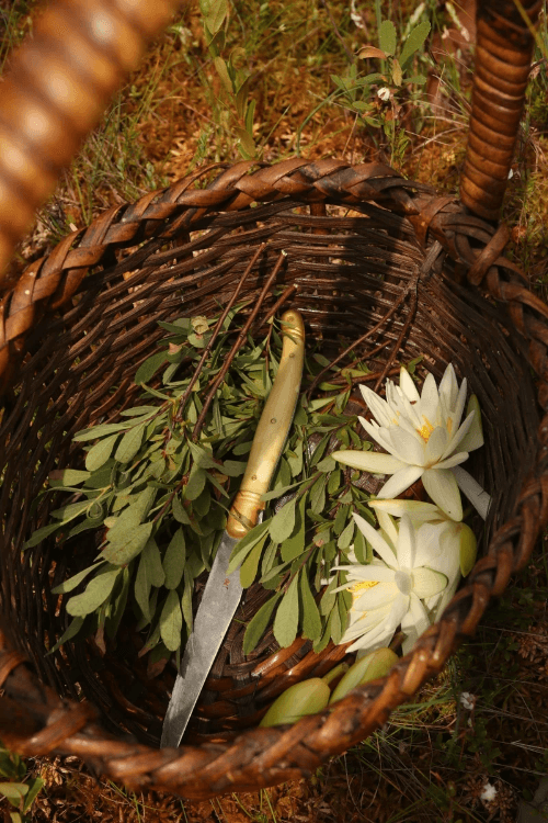 A photo of a branch of common sage leaves with their dark, furry leaves pointing downwards and dark foliage in the background. A photo of a branch of common sage leaves with their dark, furry leaves pointing downwards and dark foliage in the background.