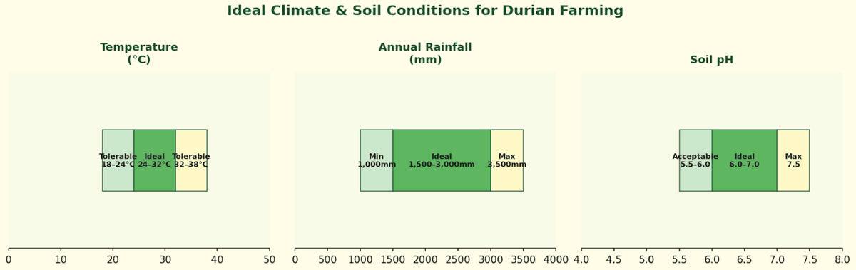 Ideal temperature, rainfall, and soil pH ranges for commercial durian cultivation. Ideal temperature, rainfall, and soil pH ranges for commercial durian cultivation.