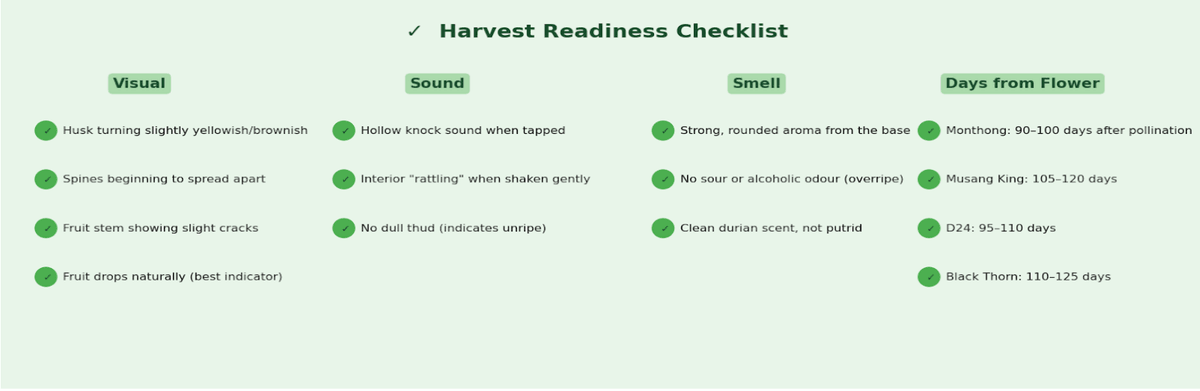 Harvest readiness checklist for commercial durian growers. Harvest readiness checklist for commercial durian growers.