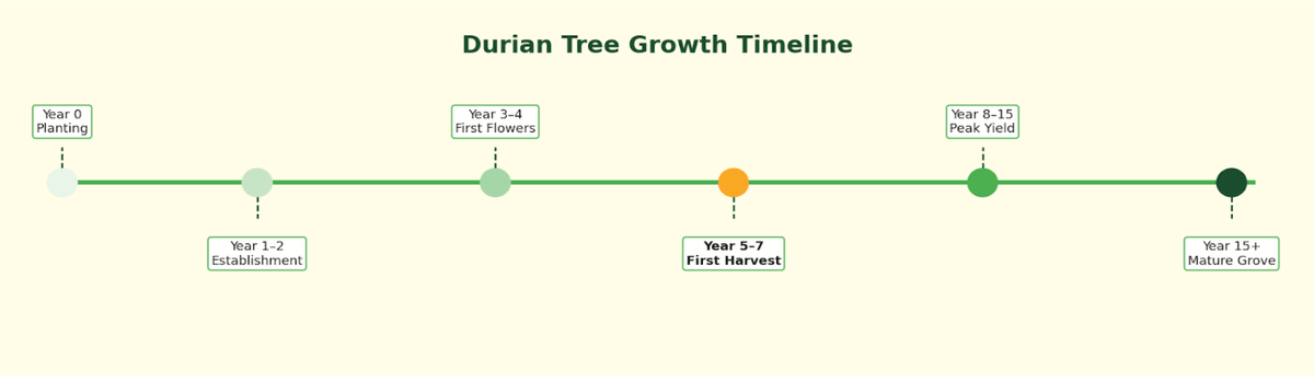 Durian tree growth timeline from planting to mature grove status. Durian tree growth timeline from planting to mature grove status.