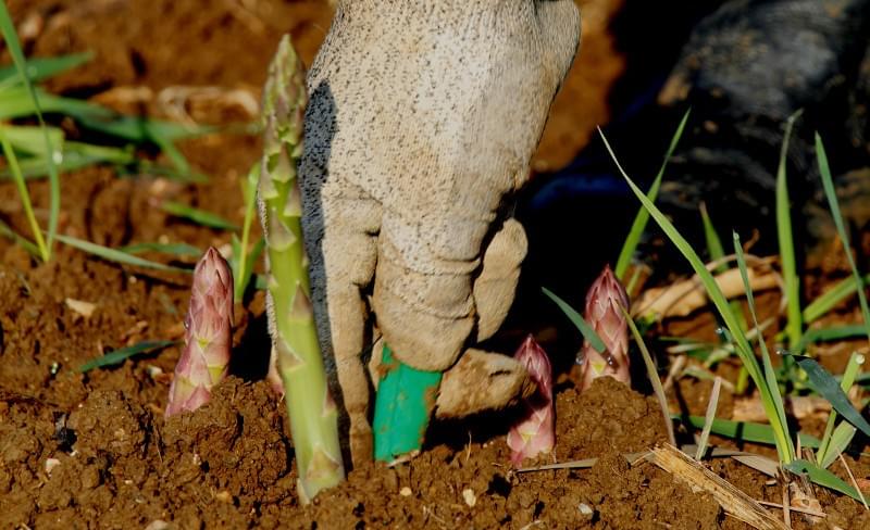 Récolte d'asperges Récolte d'asperges