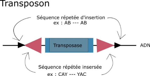 Un schéma qui représente un transposon autonome. On voit que la transposase est bornée de séquences répétées palincromiques (type CAYAC) et le tout est également bordé par des séquences répétées directes (type CAYCAY) Un schéma qui représente un transposon autonome. On voit que la transposase est bornée de séquences répétées palincromiques (type CAYAC) et le tout est également bordé par des séquences répétées directes (type CAYCAY)
