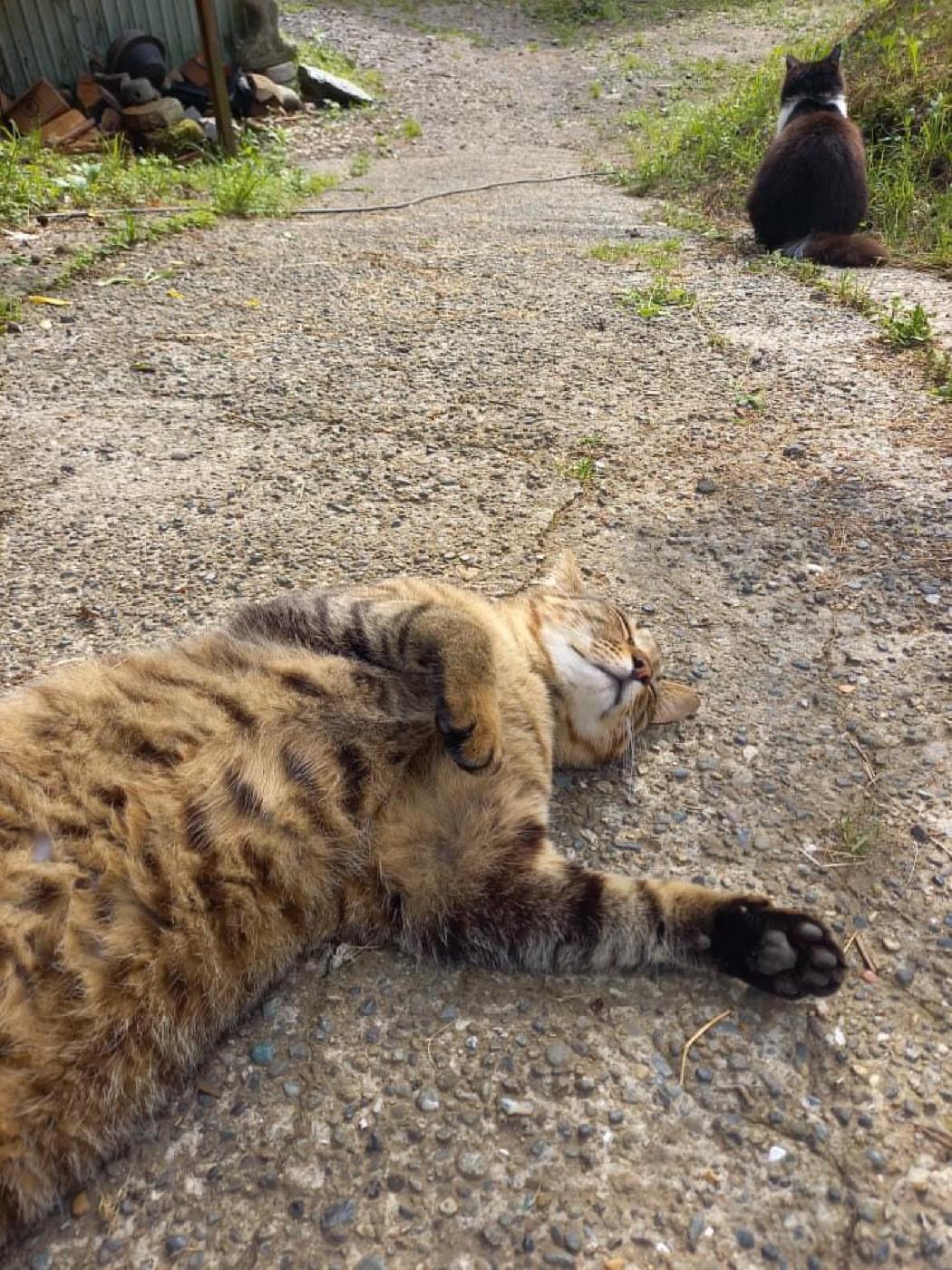 和心村の庭の通路で横になる猫と、少し離れた場所に座る猫 和心村の庭の通路で横になる猫と、少し離れた場所に座る猫