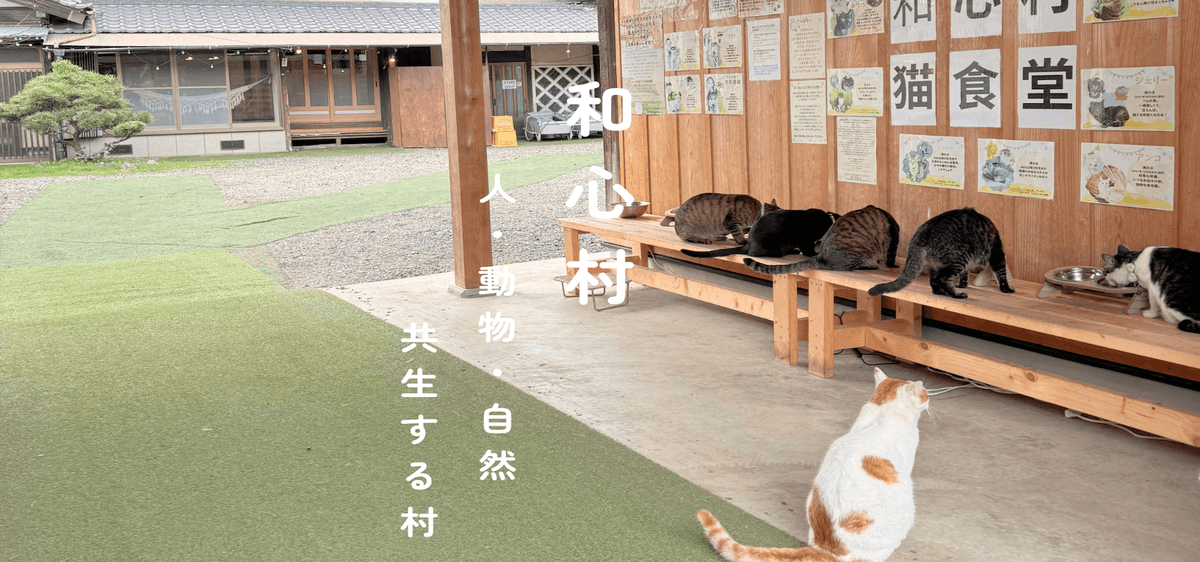 木陰で猫と人が静かに過ごす、和心村・猫治村の夏 木陰で猫と人が静かに過ごす、和心村・猫治村の夏