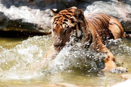 Free Download La Tigre Del Mare In Italian Free Download La Tigre Del Mare In Italian