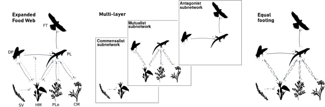 García‐Callejas, D., Molowny‐Horas, R. and Araújo, M.B. (2018), Multiple interactions networks: towards more realistic descriptions of the web of life. Oikos, 127: 5-22. https://doi.org/10.1111/oik.04428 García‐Callejas, D., Molowny‐Horas, R. and Araújo, M.B. (2018), Multiple interactions networks: towards more realistic descriptions of the web of life. Oikos, 127: 5-22. https://doi.org/10.1111/oik.04428