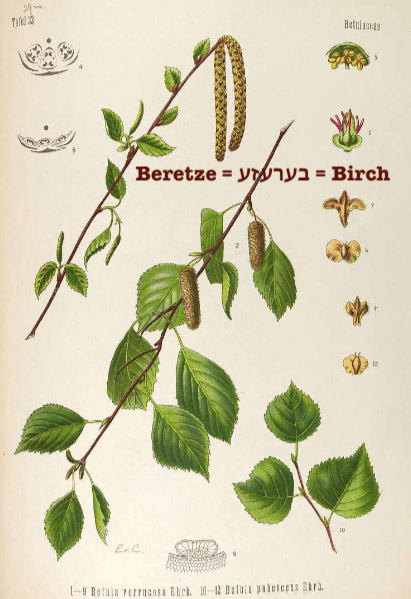 Section image