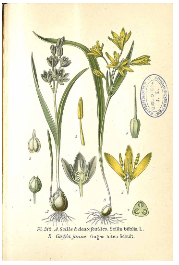 Section image