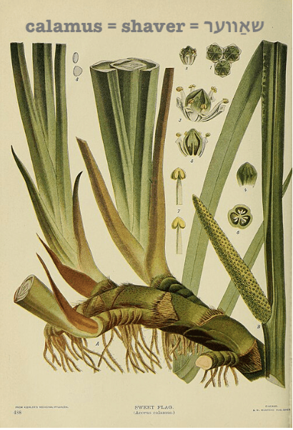 Section image