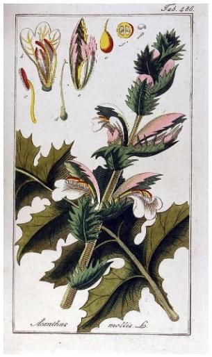 Section image