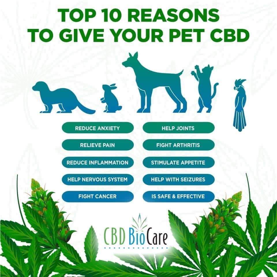 Explore our unique blends of cannabinoids that combine the best properties of CBD, THC, and other beneficial compounds. Our formulations are designed to target specific needs, whether it’s for pain relief, stress reduction, or overall wellness. Dive into our innovative range and find your perfect blend. Innovative Cannabinoid Blends What We Offer Cannabis CBD, THC, & Other Cannabinoid Products! Explore our unique blends of cannabinoids that combine the best properties of CBD, THC, and other beneficial compounds. Our formulations are designed to target specific needs, whether it’s for pain relief, stress reduction, or overall wellness. Dive into our innovative range and find your perfect blend. Innovative Cannabinoid Blends What We Offer Cannabis CBD, THC, & Other Cannabinoid Products!