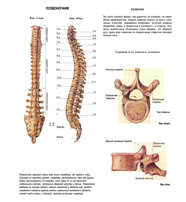 spinal anatomy spinal anatomy