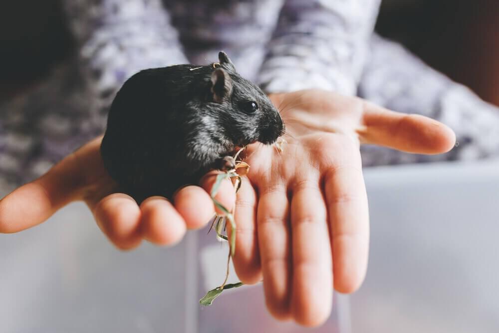 gerbil gerbil