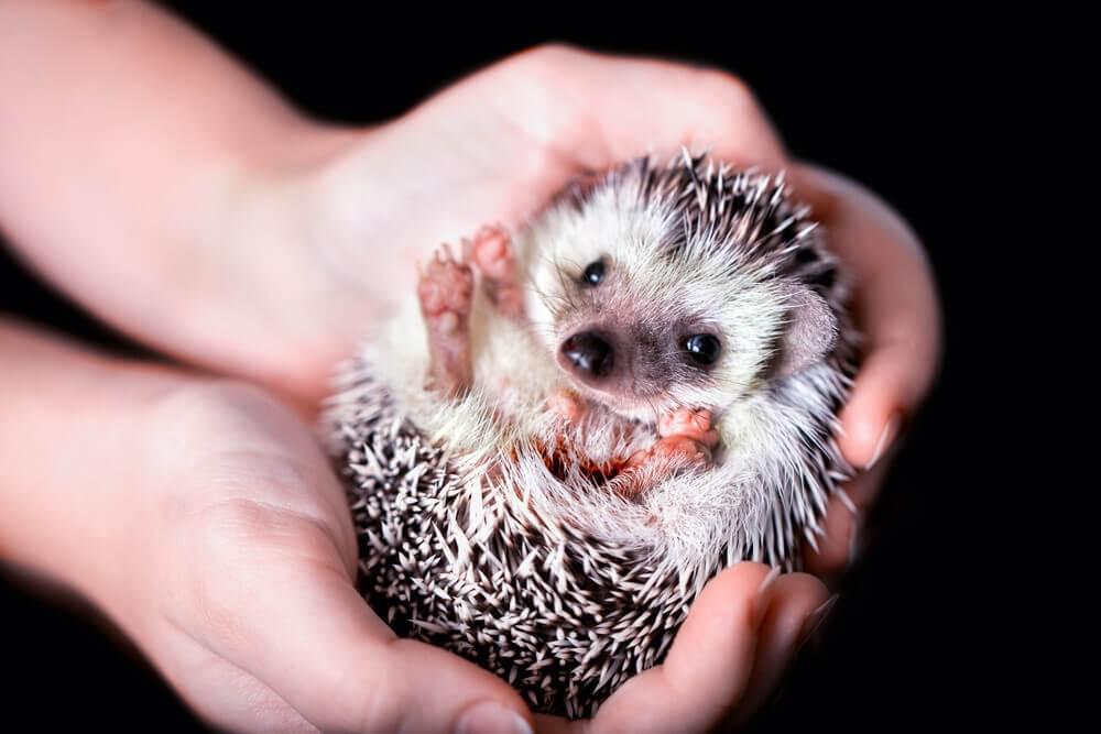 cute small hedgehog cute small hedgehog