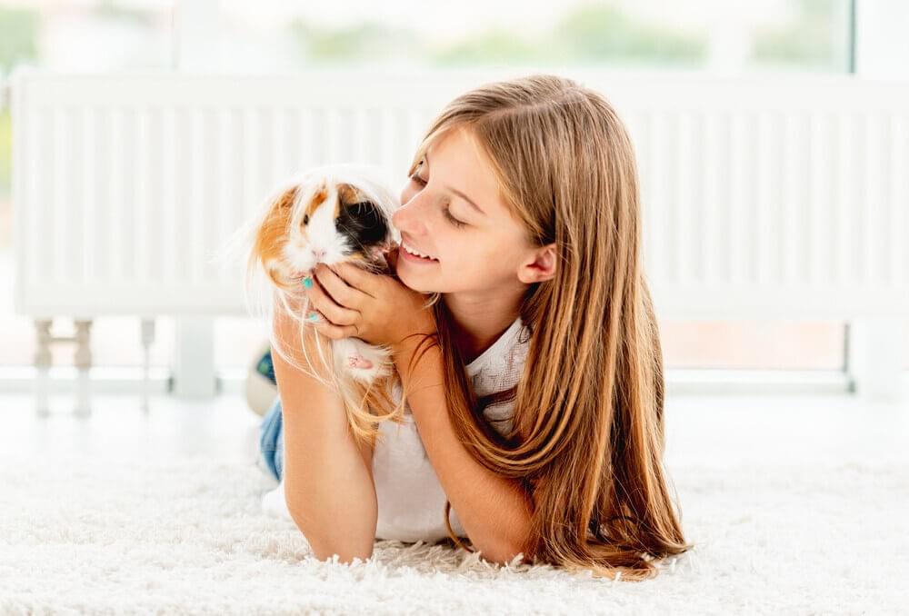 cuddly guinea pig cuddly guinea pig