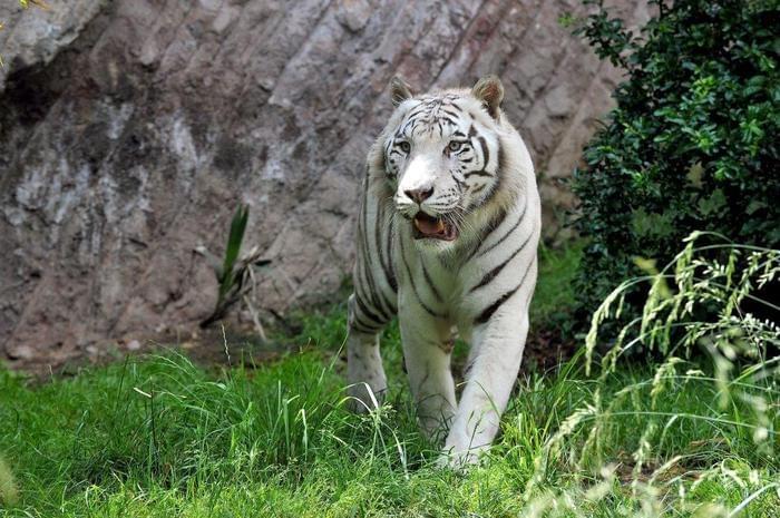 White Tiger - Operazione Tigre Dts 2k Mkv Dubbed Dual Dubbed White Tiger - Operazione Tigre Dts 2k Mkv Dubbed Dual Dubbed