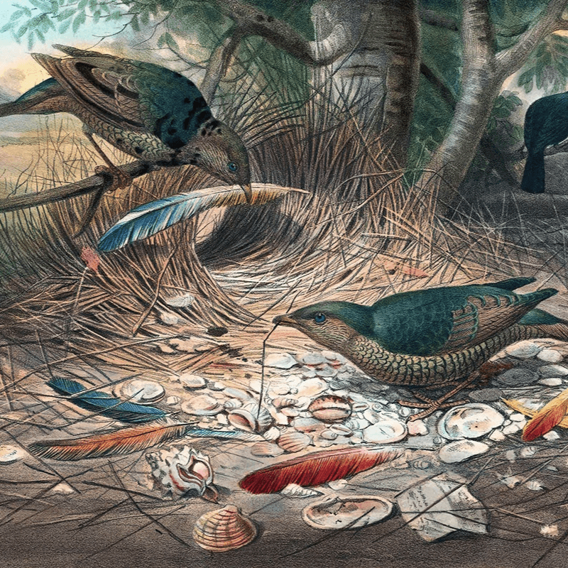 The Satin Boverbird (1861-1867) by Joseph Wolf The Satin Boverbird (1861-1867) by Joseph Wolf