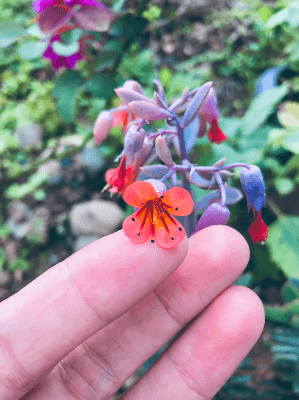 Kalanchoe fedtschenkoi Lavender Scallops Kalanchoe fedtschenkoi Lavender Scallops