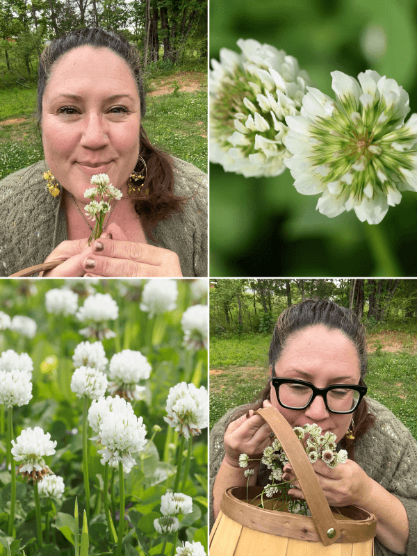 Freshly foraged white clover flowers and leaves drying in an herbal workshop Freshly foraged white clover flowers and leaves drying in an herbal workshop