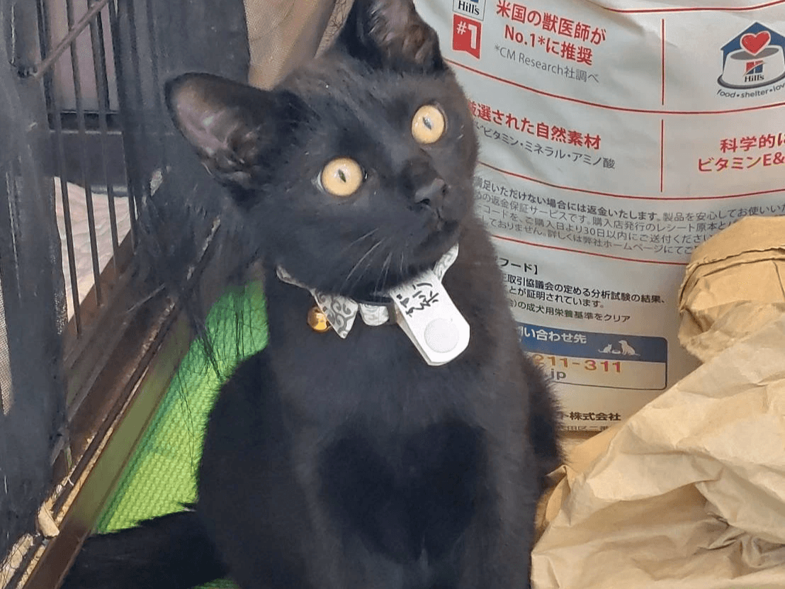 猫と暮らす古民家グランピング【和心村公式】|千葉富津・東京から1時間|サウナ&カフェも完備 千葉県富津市の豊かな自然に囲まれた和心村は、東京から車でわずか1時間、「人と動物と自然が調和する共生の村」をコンセプトにした唯一無二のグランピング 猫と暮らす古民家グランピング【和心村公式】|千葉富津・東京から1時間|サウナ&カフェも完備 千葉県富津市の豊かな自然に囲まれた和心村は、東京から車でわずか1時間、「人と動物と自然が調和する共生の村」をコンセプトにした唯一無二のグランピング