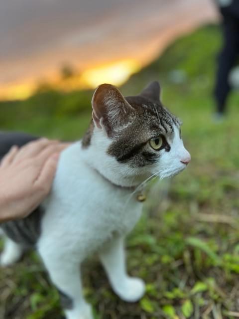 梅雨の和心村でくつろぐ猫 梅雨の和心村でくつろぐ猫