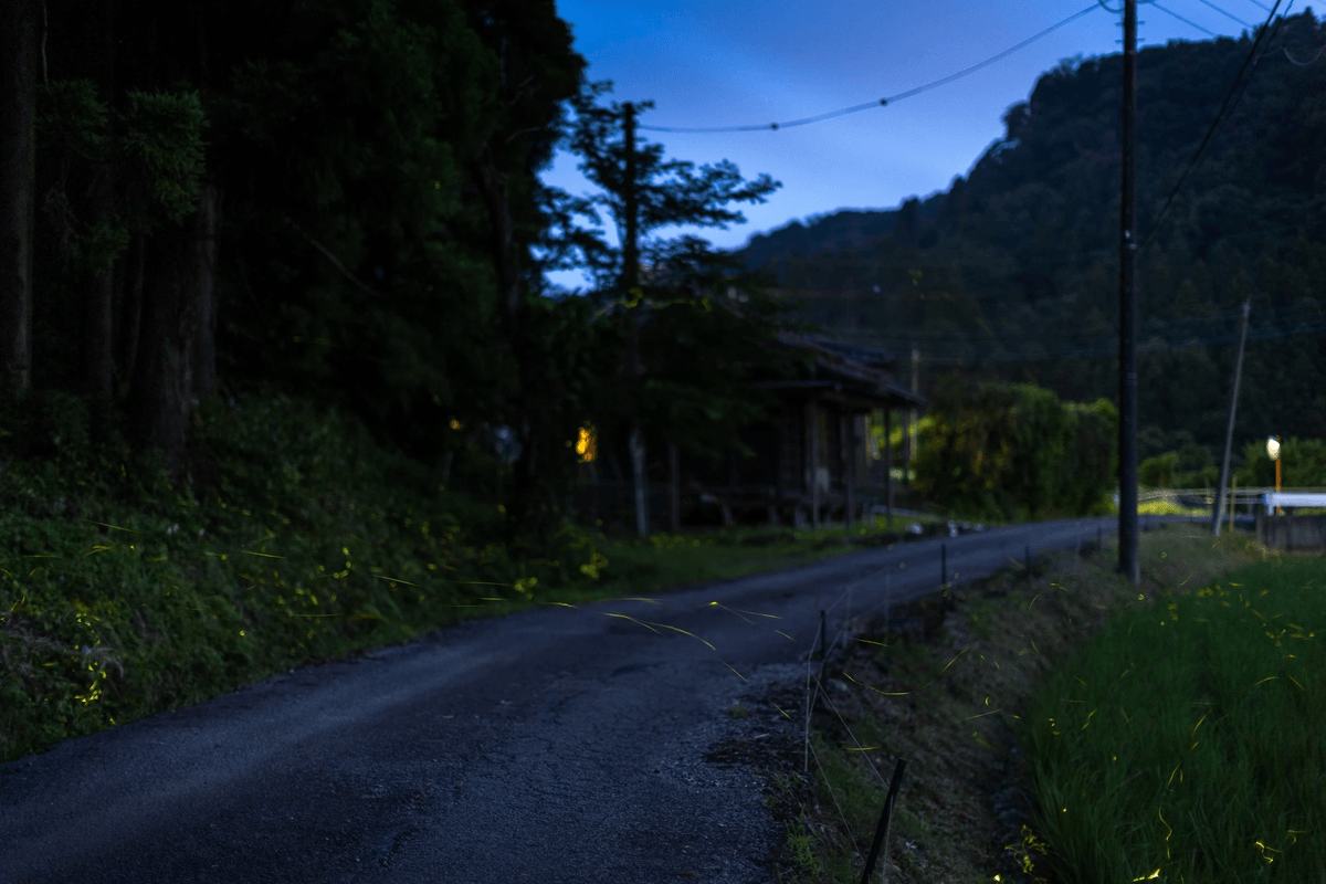 千葉県富津市 和心村の天然蛍鑑賞ツアー 千葉県富津市 和心村の天然蛍鑑賞ツアー