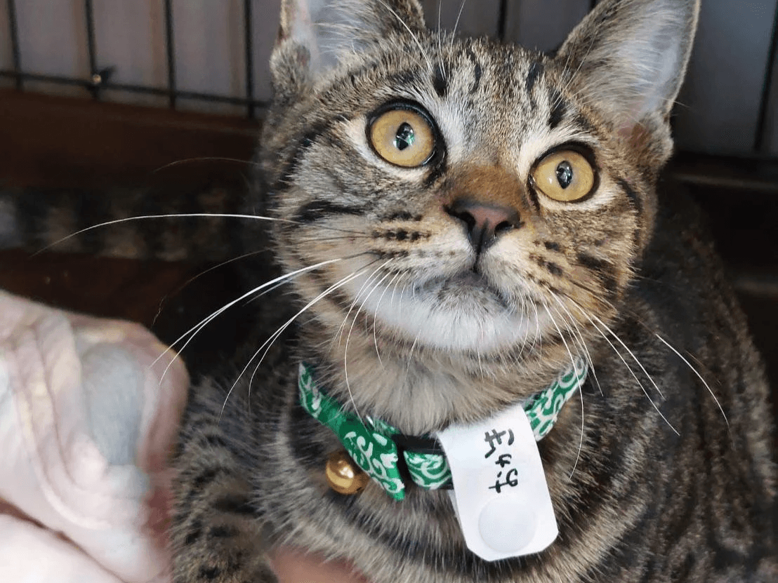 猫と暮らす古民家グランピング【和心村公式】|千葉富津・東京から1時間|サウナ&カフェも完備 千葉県富津市の豊かな自然に囲まれた和心村は、東京から車でわずか1時間、「人と動物と自然が調和する共生の村」をコンセプトにした唯一無二のグランピング 猫と暮らす古民家グランピング【和心村公式】|千葉富津・東京から1時間|サウナ&カフェも完備 千葉県富津市の豊かな自然に囲まれた和心村は、東京から車でわずか1時間、「人と動物と自然が調和する共生の村」をコンセプトにした唯一無二のグランピング