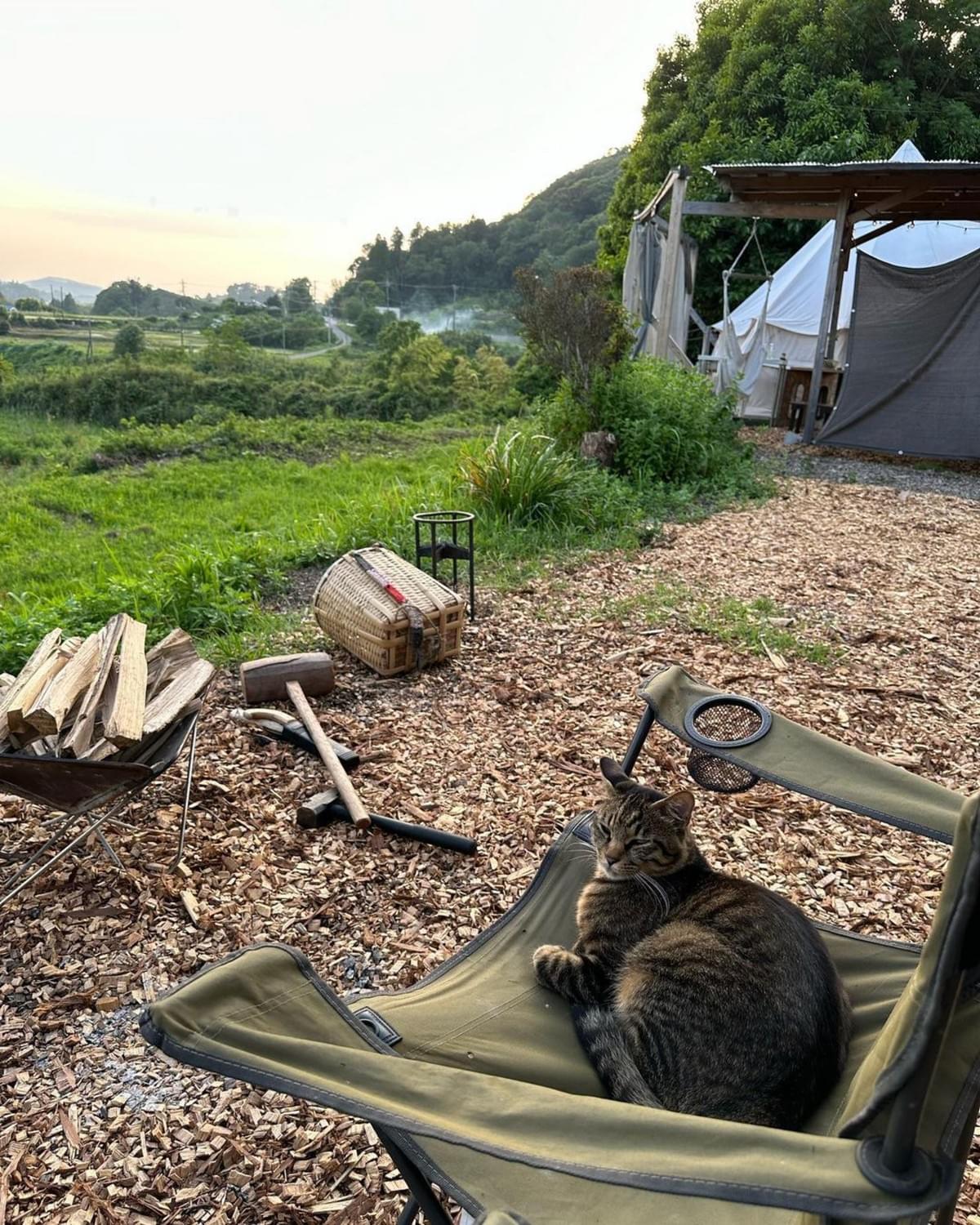 梅雨の和心村でくつろぐ猫 梅雨の和心村でくつろぐ猫