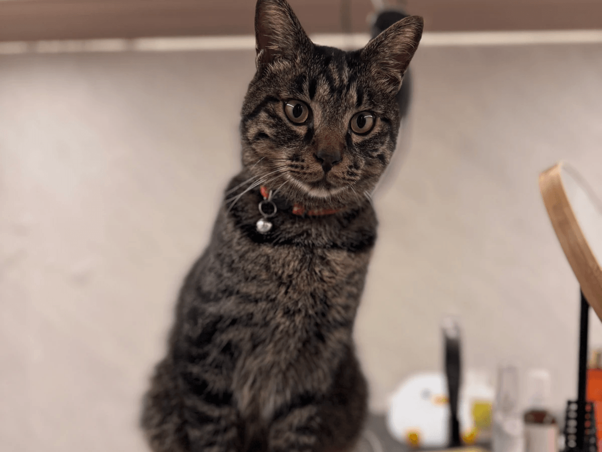 猫と暮らす古民家グランピング【和心村公式】|千葉富津・東京から1時間|サウナ&カフェも完備 千葉県富津市の豊かな自然に囲まれた和心村は、東京から車でわずか1時間、「人と動物と自然が調和する共生の村」をコンセプトにした唯一無二のグランピング 猫と暮らす古民家グランピング【和心村公式】|千葉富津・東京から1時間|サウナ&カフェも完備 千葉県富津市の豊かな自然に囲まれた和心村は、東京から車でわずか1時間、「人と動物と自然が調和する共生の村」をコンセプトにした唯一無二のグランピング