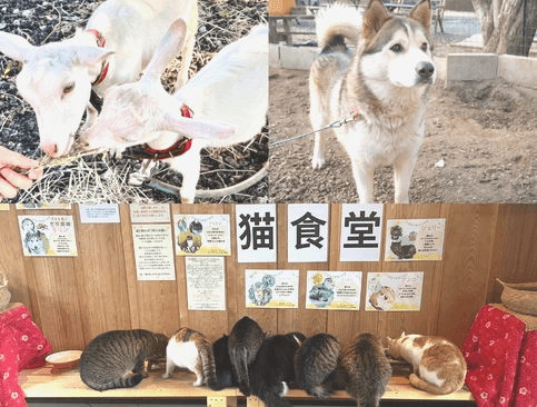 和心村で暮らす保護猫が庭のそばで過ごす様子 和心村で暮らす保護猫が庭のそばで過ごす様子