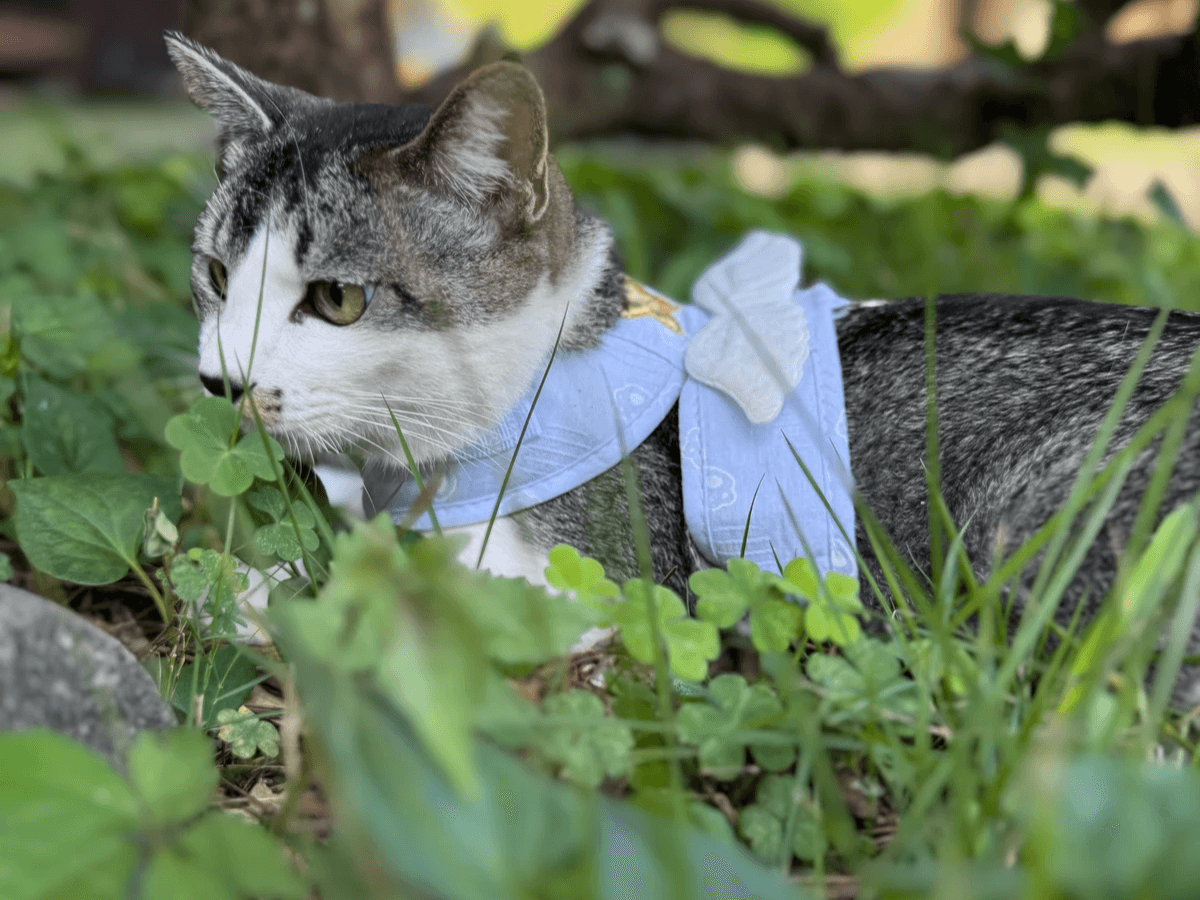猫と暮らす古民家グランピング【和心村公式】|千葉富津・東京から1時間|サウナ&カフェも完備 千葉県富津市の豊かな自然に囲まれた和心村は、東京から車でわずか1時間、「人と動物と自然が調和する共生の村」をコンセプトにした唯一無二のグランピング 猫と暮らす古民家グランピング【和心村公式】|千葉富津・東京から1時間|サウナ&カフェも完備 千葉県富津市の豊かな自然に囲まれた和心村は、東京から車でわずか1時間、「人と動物と自然が調和する共生の村」をコンセプトにした唯一無二のグランピング