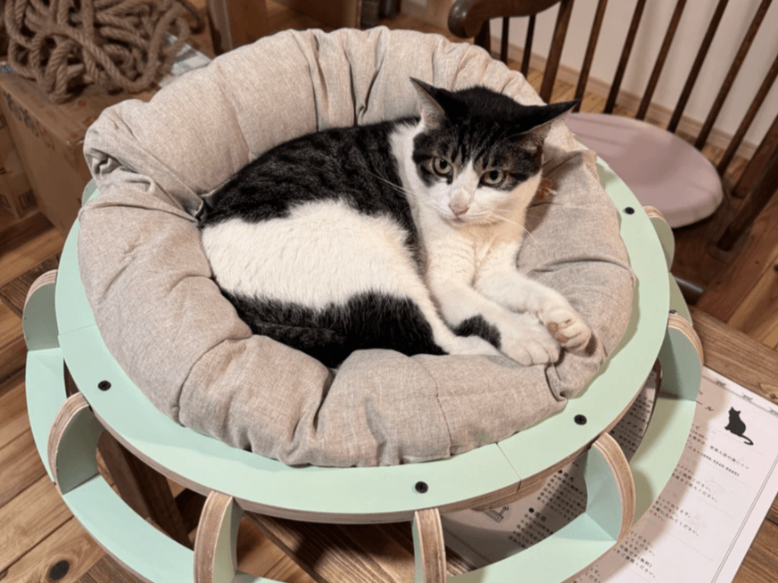 猫と暮らす古民家グランピング【和心村公式】|千葉富津・東京から1時間|サウナ&カフェも完備 千葉県富津市の豊かな自然に囲まれた和心村は、東京から車でわずか1時間、「人と動物と自然が調和する共生の村」をコンセプトにした唯一無二のグランピング 猫と暮らす古民家グランピング【和心村公式】|千葉富津・東京から1時間|サウナ&カフェも完備 千葉県富津市の豊かな自然に囲まれた和心村は、東京から車でわずか1時間、「人と動物と自然が調和する共生の村」をコンセプトにした唯一無二のグランピング