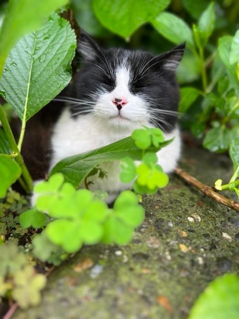 梅雨の和心村でくつろぐ保護猫 梅雨の和心村でくつろぐ保護猫