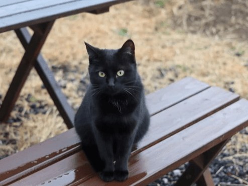 猫と暮らす古民家グランピング【和心村公式】|千葉富津・東京から1時間|サウナ&カフェも完備 千葉県富津市の豊かな自然に囲まれた和心村は、東京から車でわずか1時間、「人と動物と自然が調和する共生の村」をコンセプトにした唯一無二のグランピング 猫と暮らす古民家グランピング【和心村公式】|千葉富津・東京から1時間|サウナ&カフェも完備 千葉県富津市の豊かな自然に囲まれた和心村は、東京から車でわずか1時間、「人と動物と自然が調和する共生の村」をコンセプトにした唯一無二のグランピング