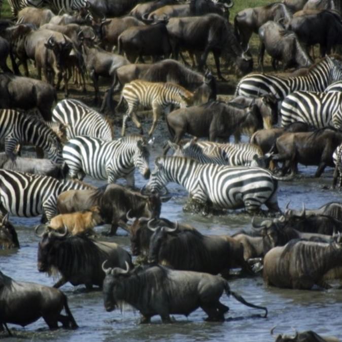Zebras at Rift Valley park in Maasai Mara, Kenya Zebras at Rift Valley park in Maasai Mara, Kenya