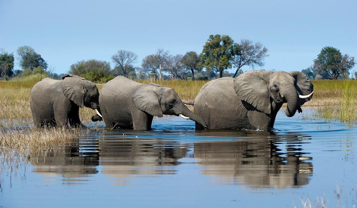 Elephants in Okavango Delta, Botswana Elephants in Okavango Delta, Botswana